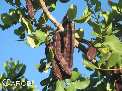 carob